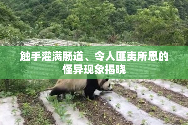 触手灌满肠道、令人匪夷所思的怪异现象揭晓