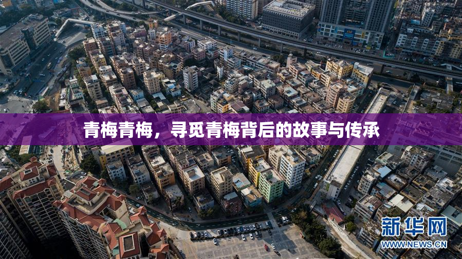 青梅青梅，寻觅青梅背后的故事与传承