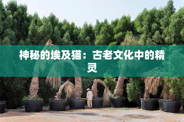 神秘的埃及猫：古老文化中的精灵