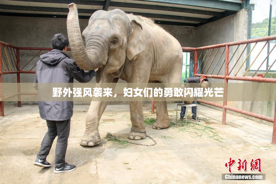 野外强风袭来，妇女们的勇敢闪耀光芒