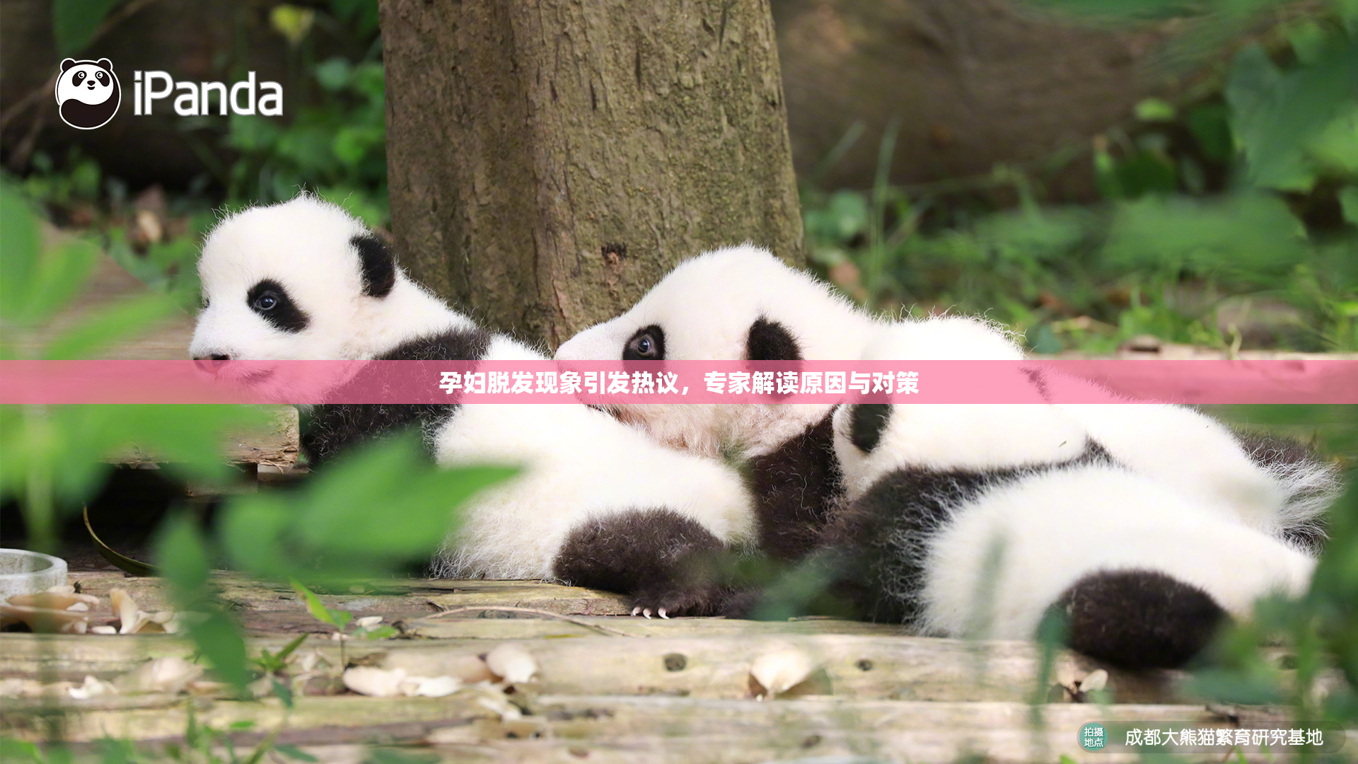 孕妇脱发现象引发热议，专家解读原因与对策