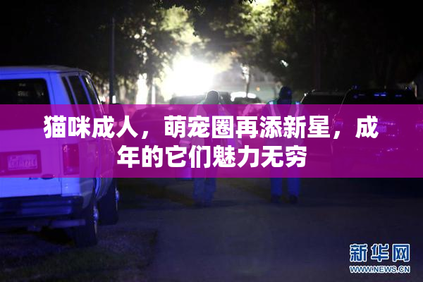 猫咪成人，萌宠圈再添新星，成年的它们魅力无穷