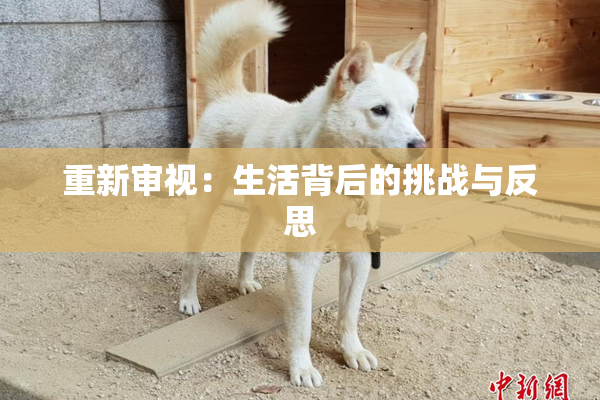 重新审视：生活背后的挑战与反思