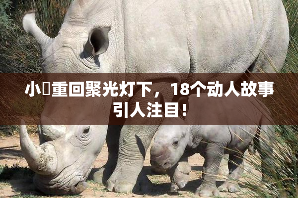 小泬重回聚光灯下，18个动人故事引人注目！