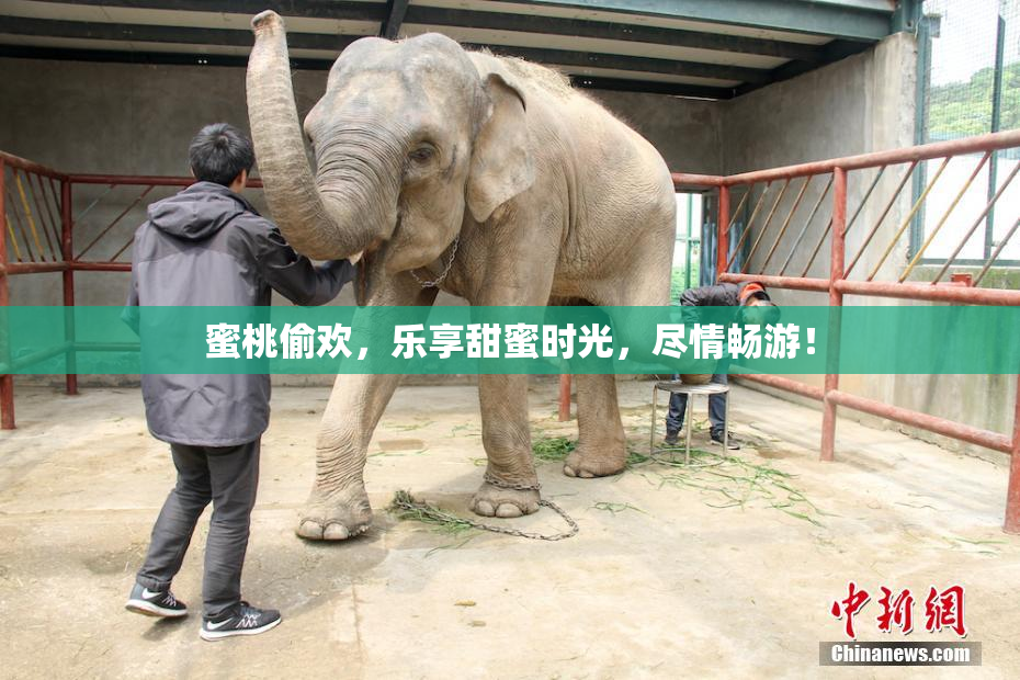 蜜桃偷欢，乐享甜蜜时光，尽情畅游！