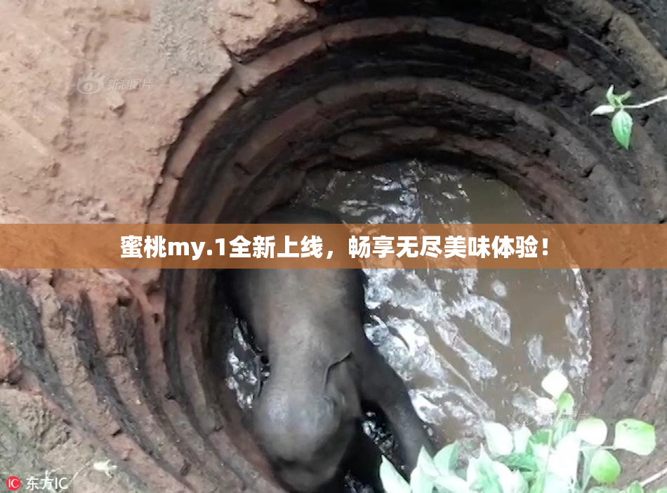 蜜桃my.1全新上线，畅享无尽美味体验！