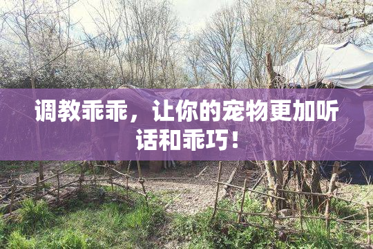 调教乖乖，让你的宠物更加听话和乖巧！