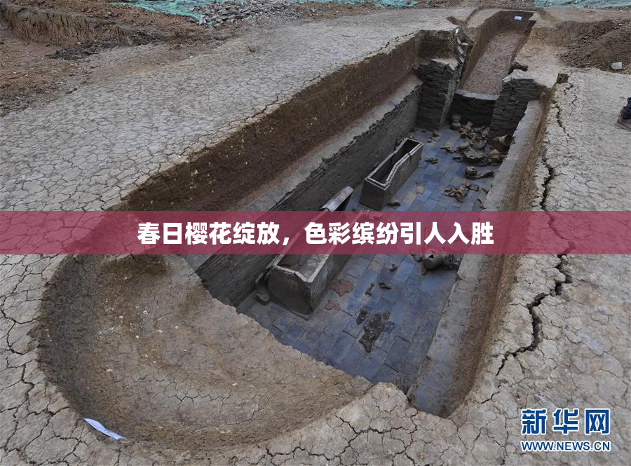 春日樱花绽放，色彩缤纷引人入胜