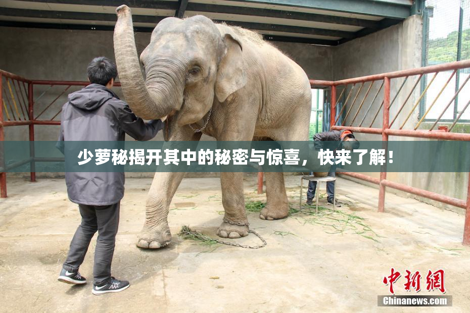 少萝秘揭开其中的秘密与惊喜，快来了解！