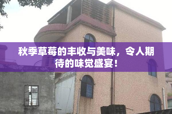 秋季草莓的丰收与美味，令人期待的味觉盛宴！