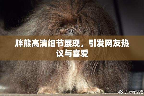 胖熊高清细节展现，引发网友热议与喜爱