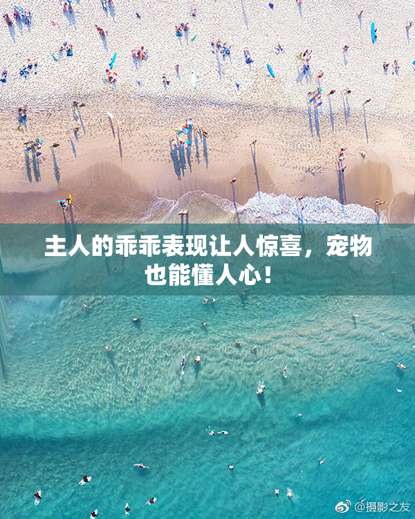 主人的乖乖表现让人惊喜，宠物也能懂人心！