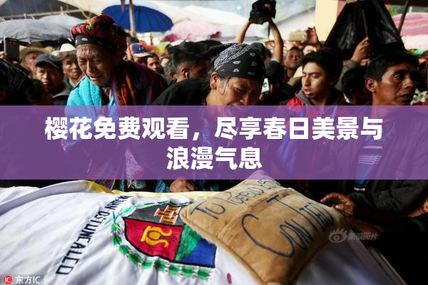 樱花免费观看，尽享春日美景与浪漫气息