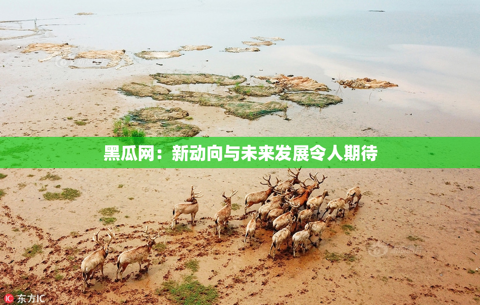 黑瓜网：新动向与未来发展令人期待