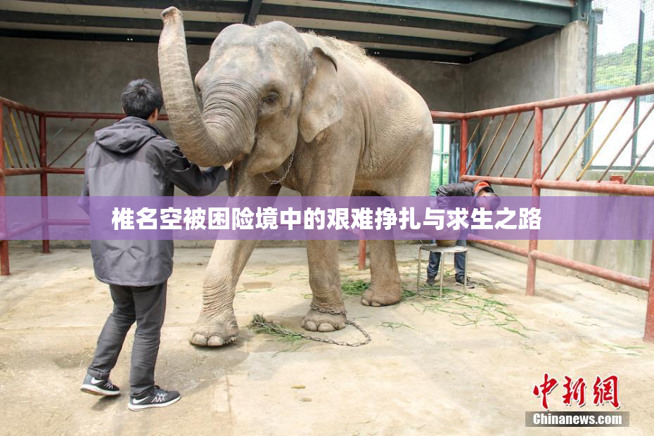 椎名空被困险境中的艰难挣扎与求生之路