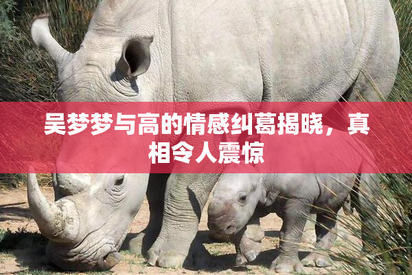 吴梦梦与高的情感纠葛揭晓，真相令人震惊