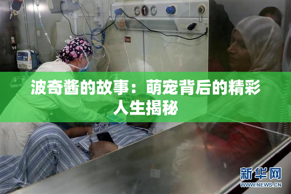 波奇酱的故事：萌宠背后的精彩人生揭秘