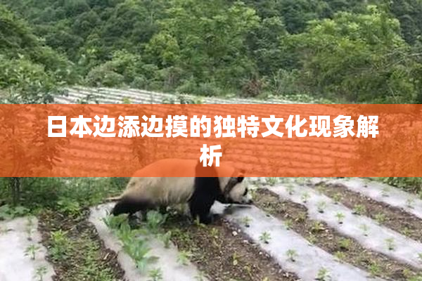 日本边添边摸的独特文化现象解析