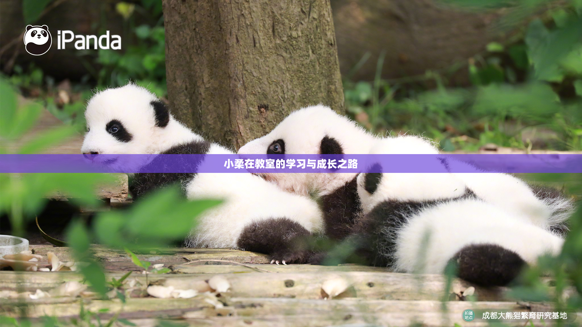 小柔在教室的学习与成长之路