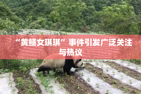 “黄鳝女琪琪”事件引发广泛关注与热议